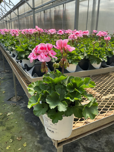 Geranium Presto Pink Sizzle - 4.33" Premium Annual