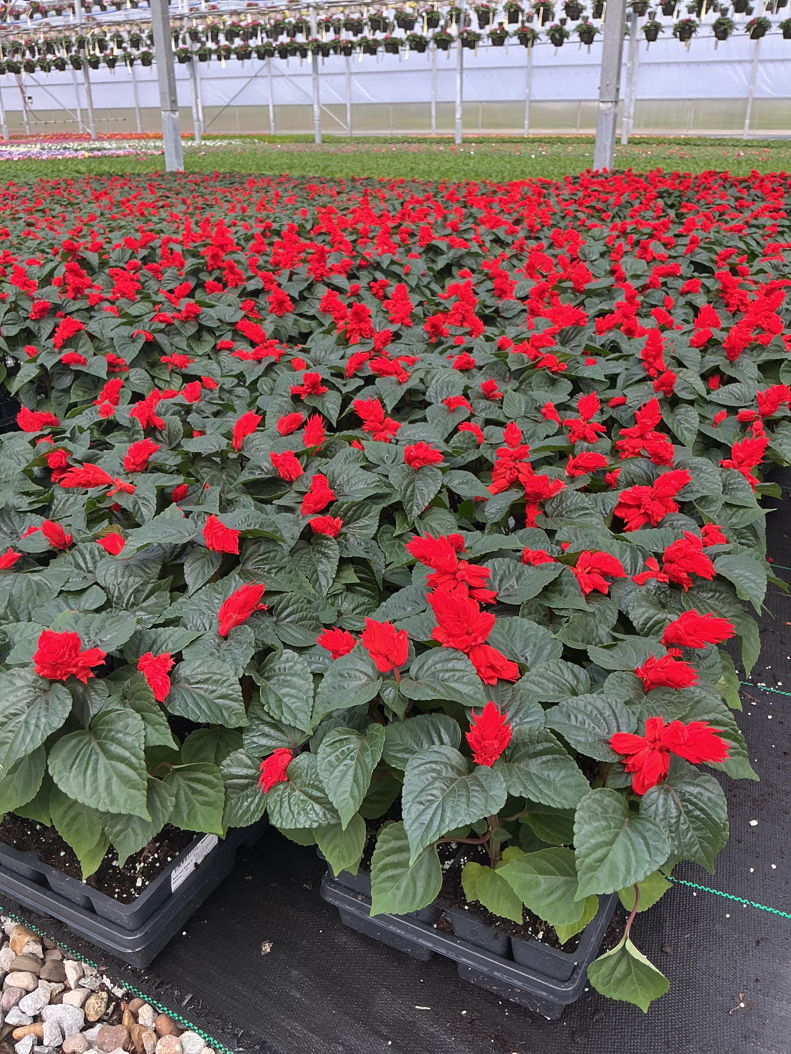 Salvia Red Hot Sally - 4 Pack Annual