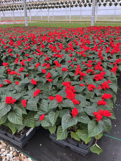 Salvia Red Hot Sally - 4 Pack Annual