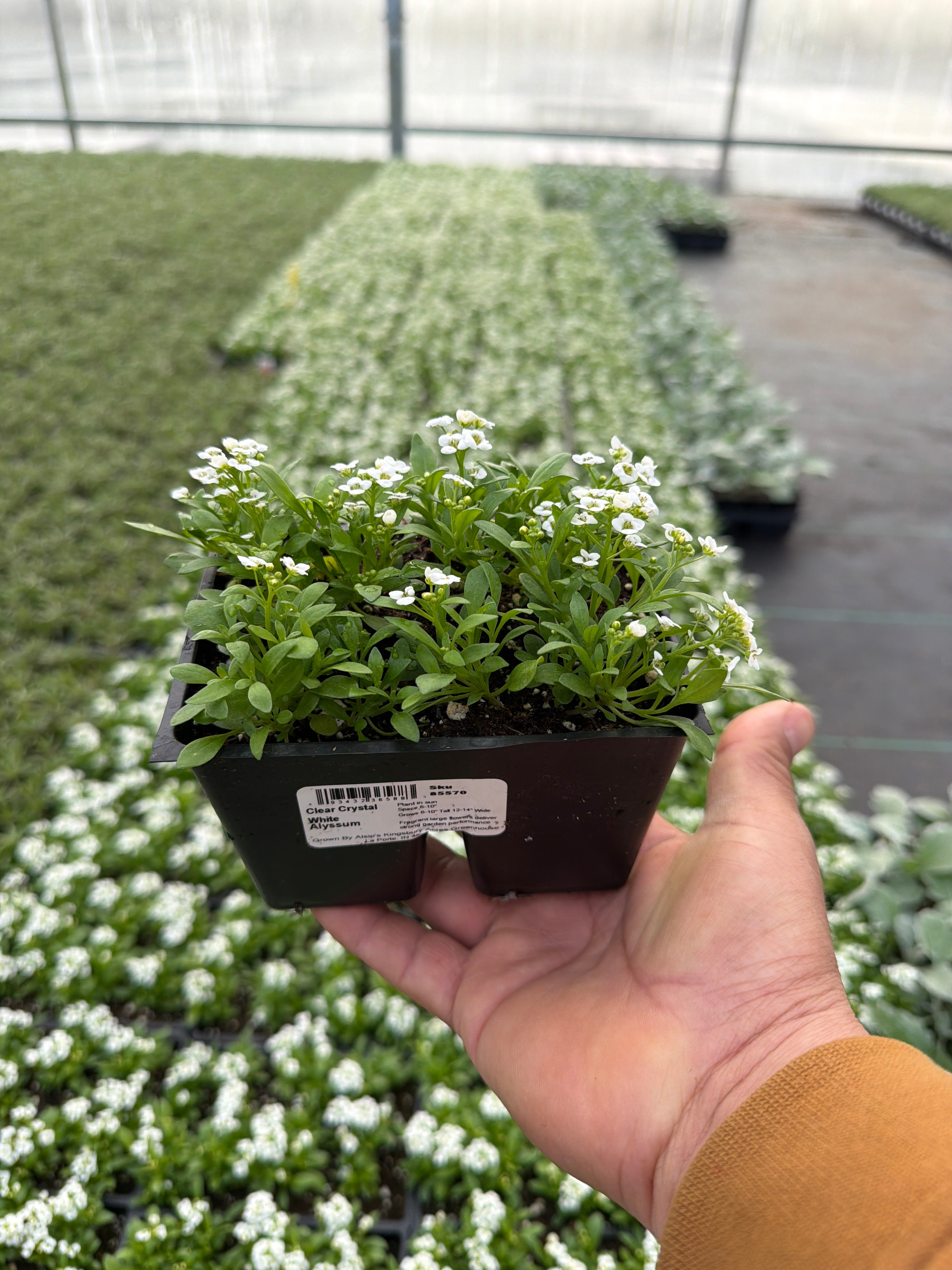 Alyssum Clear Crystal White - 4 Pack Annual