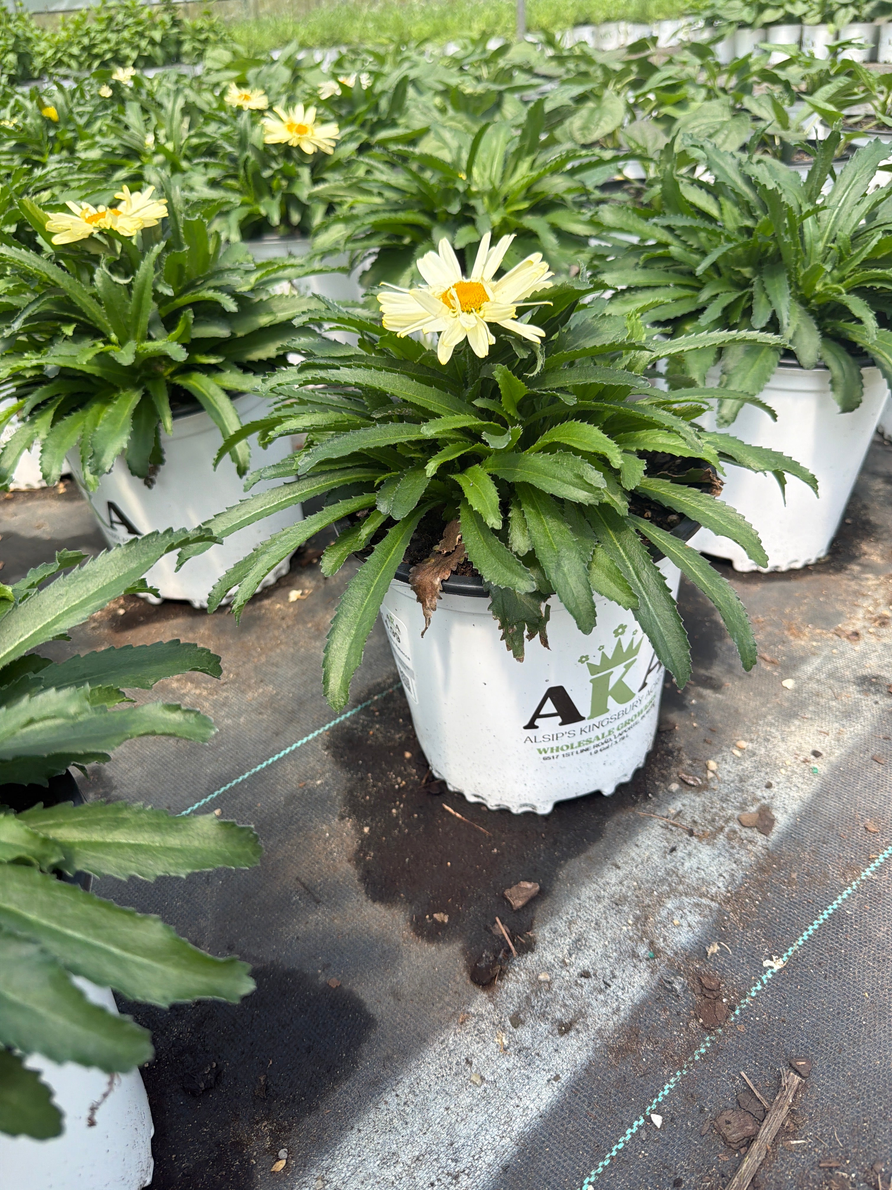 Leucanthemum Shasta Daisy Sweet Daisy Rebecca