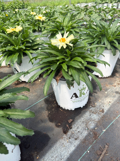 Leucanthemum Shasta Daisy Sweet Daisy Rebecca