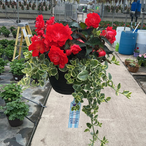 201  Miss Miami - 11" Shade Combination Hanging Basket