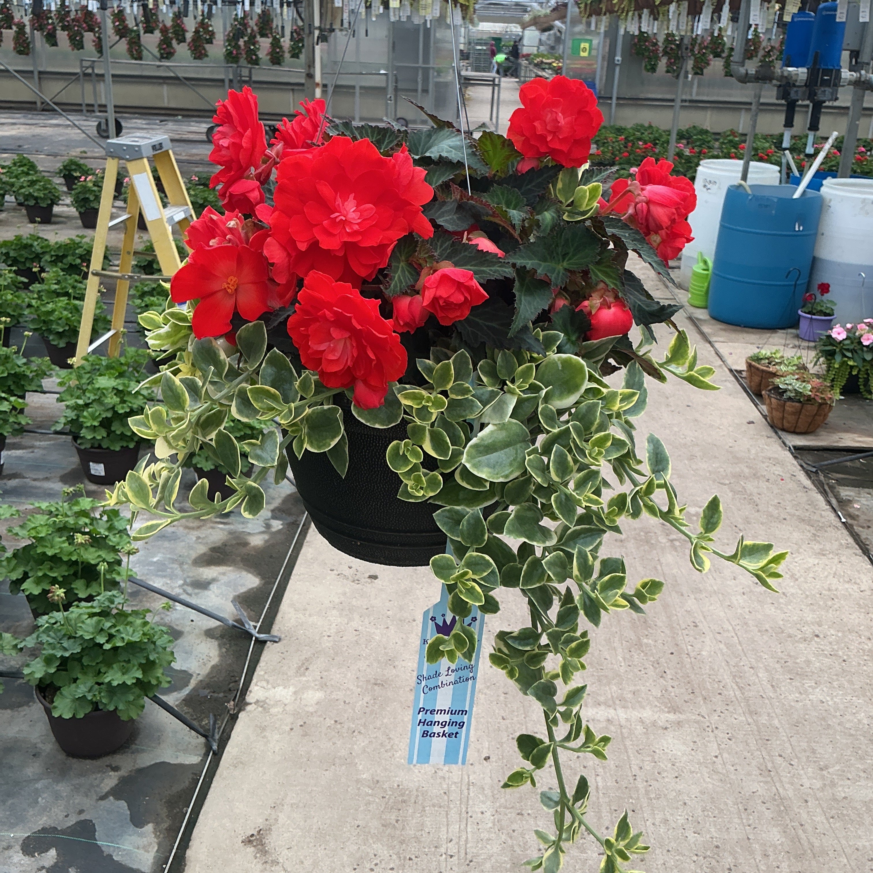201  Miss Miami - 11" Shade Combination Hanging Basket