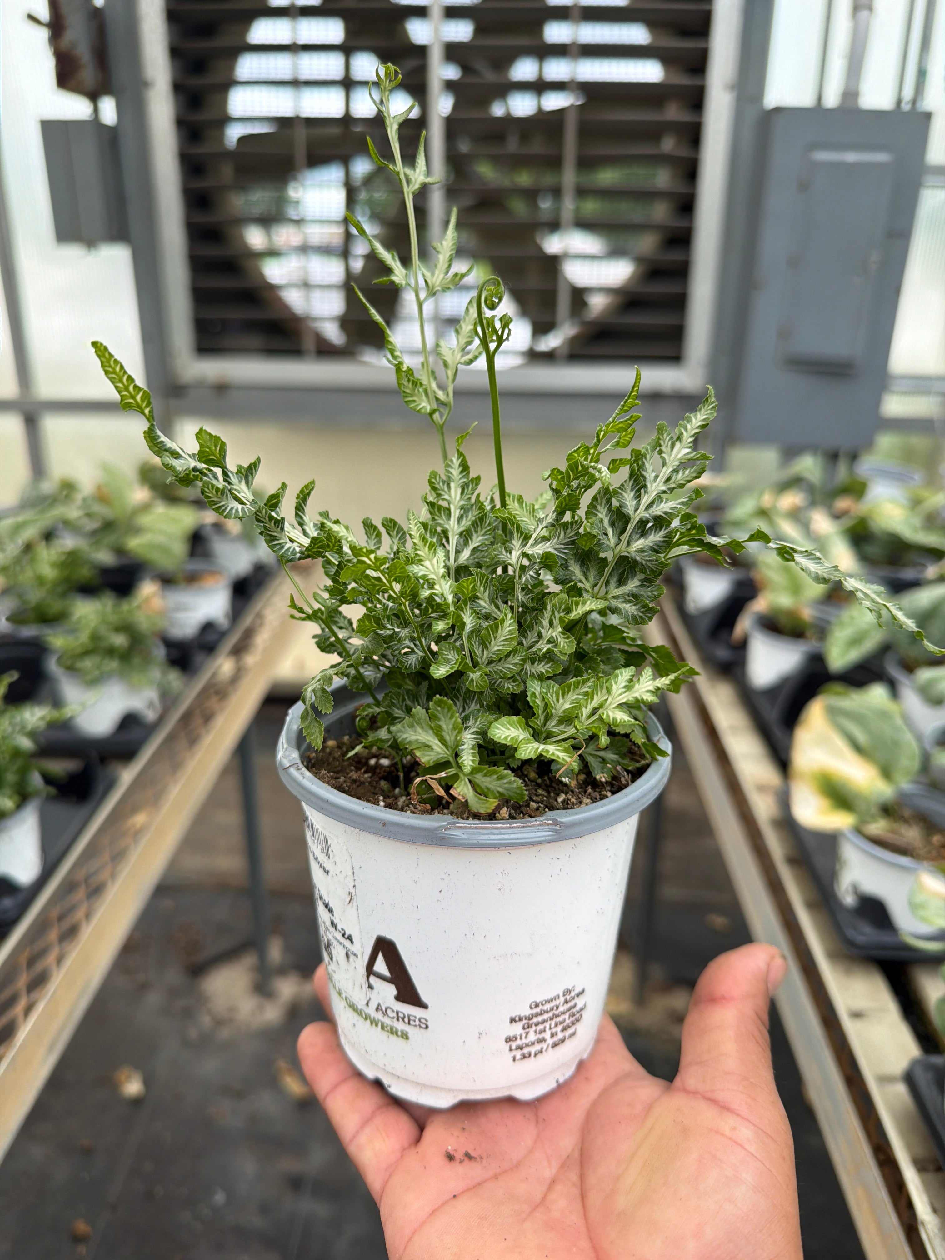 Silver Lace Fern - Pteris ensiformis 'Evergemiensis' - 4" Pot