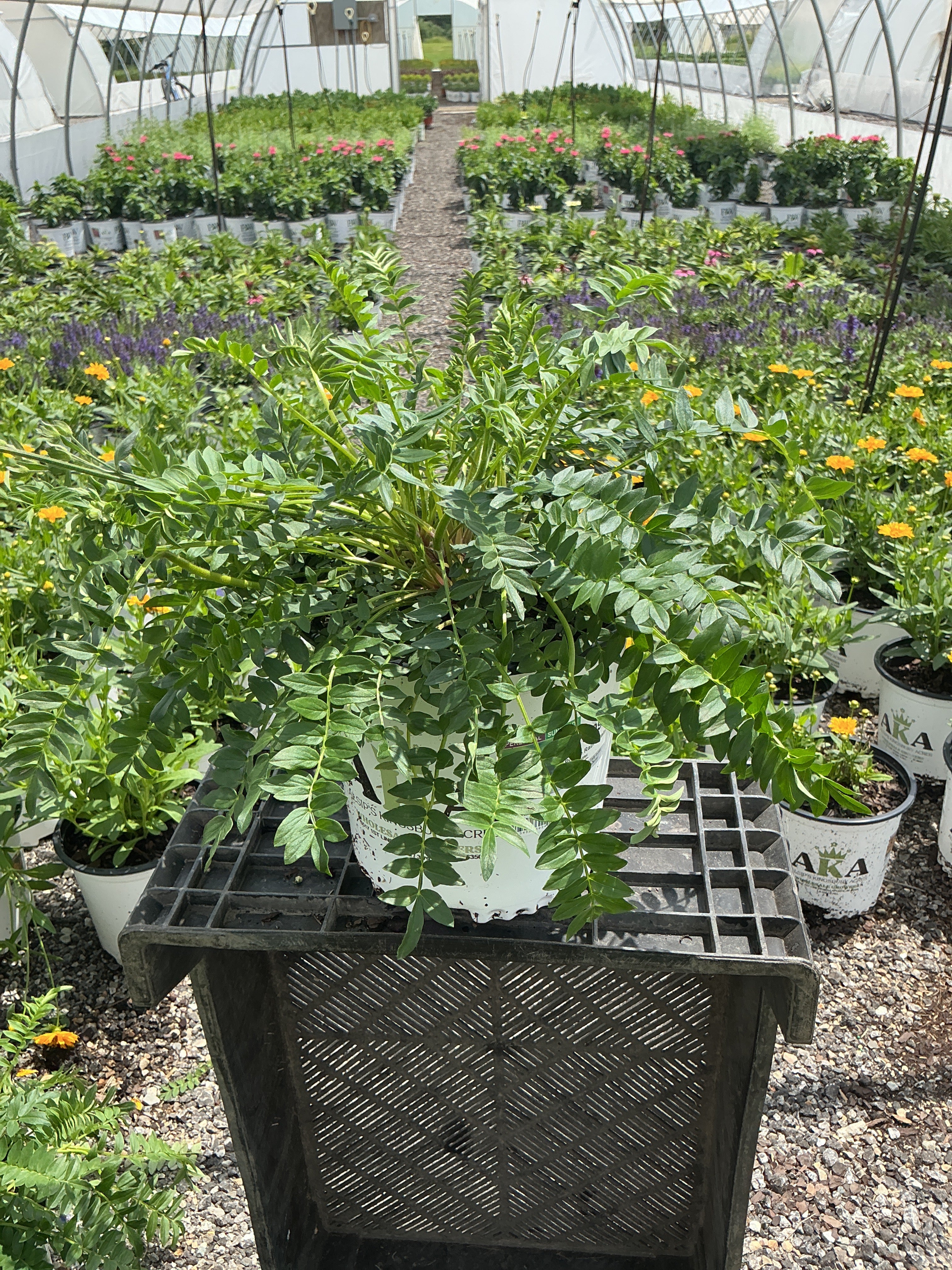 Polemonium Jacobs Ladder Purple Rain Strain