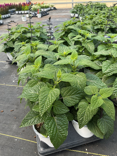 Salvia Black & Bloom - 4.33" Premium Annual