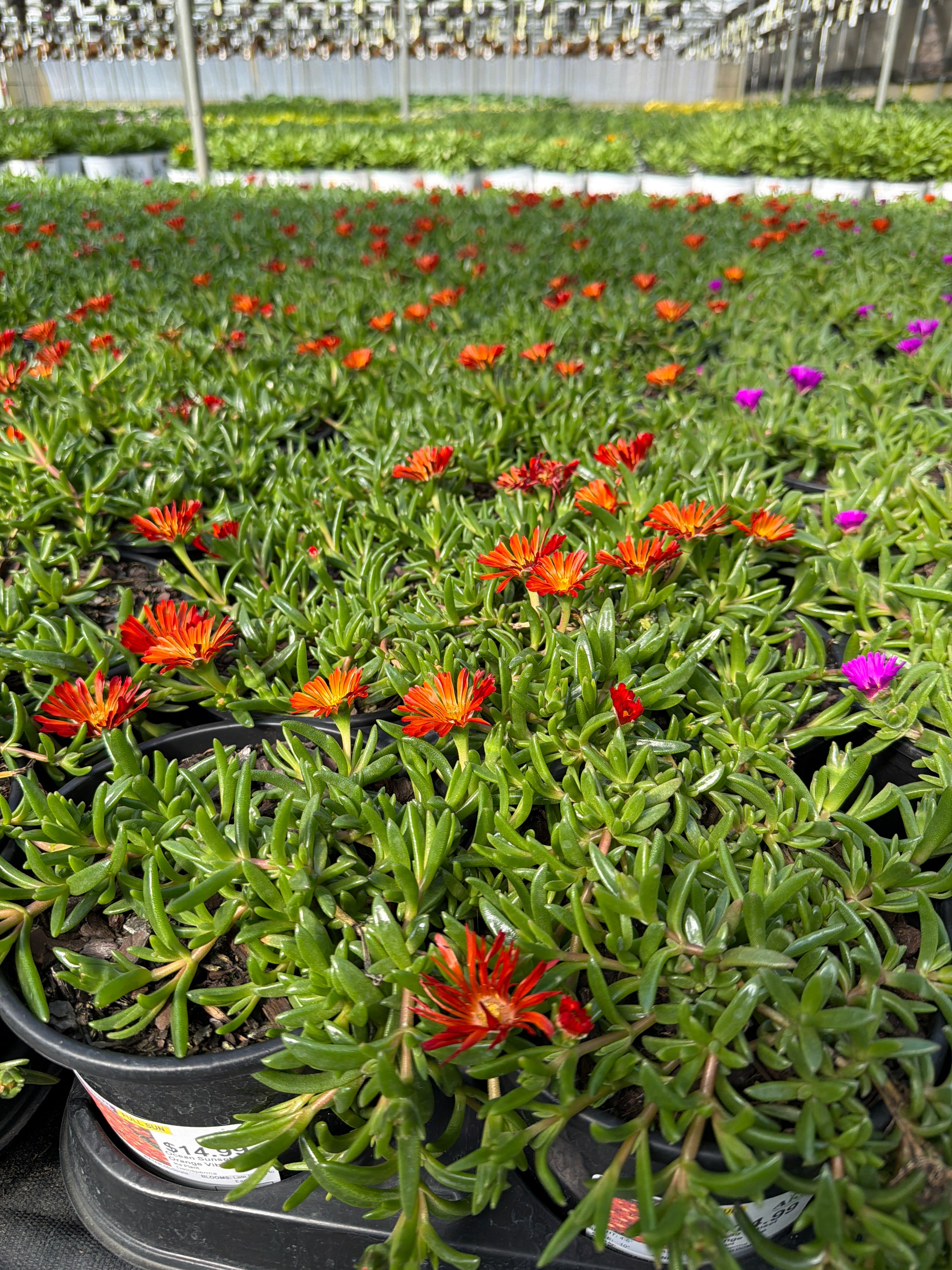 Delosperma Ice Plant Ocean Sunset Orange Vibe - 6" Perennial