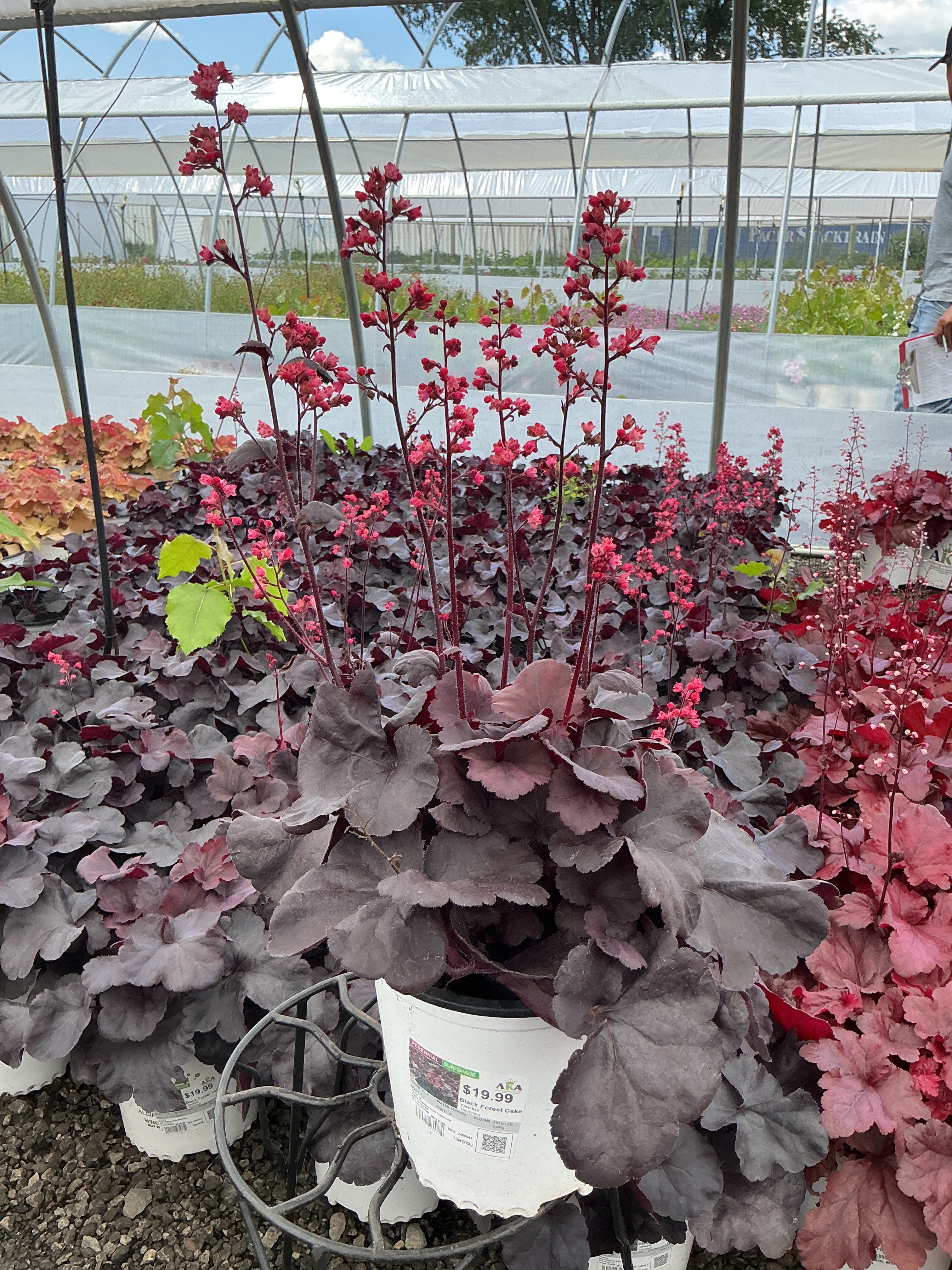 Heuchera Coral Bell Black Forest Cake