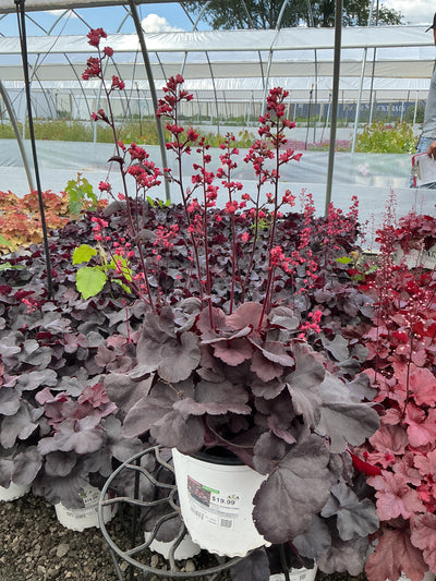 Heuchera Coral Bell Black Forest Cake