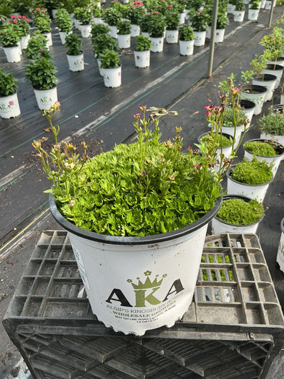 Saxifraga Rockfoil Marto Red Picotee