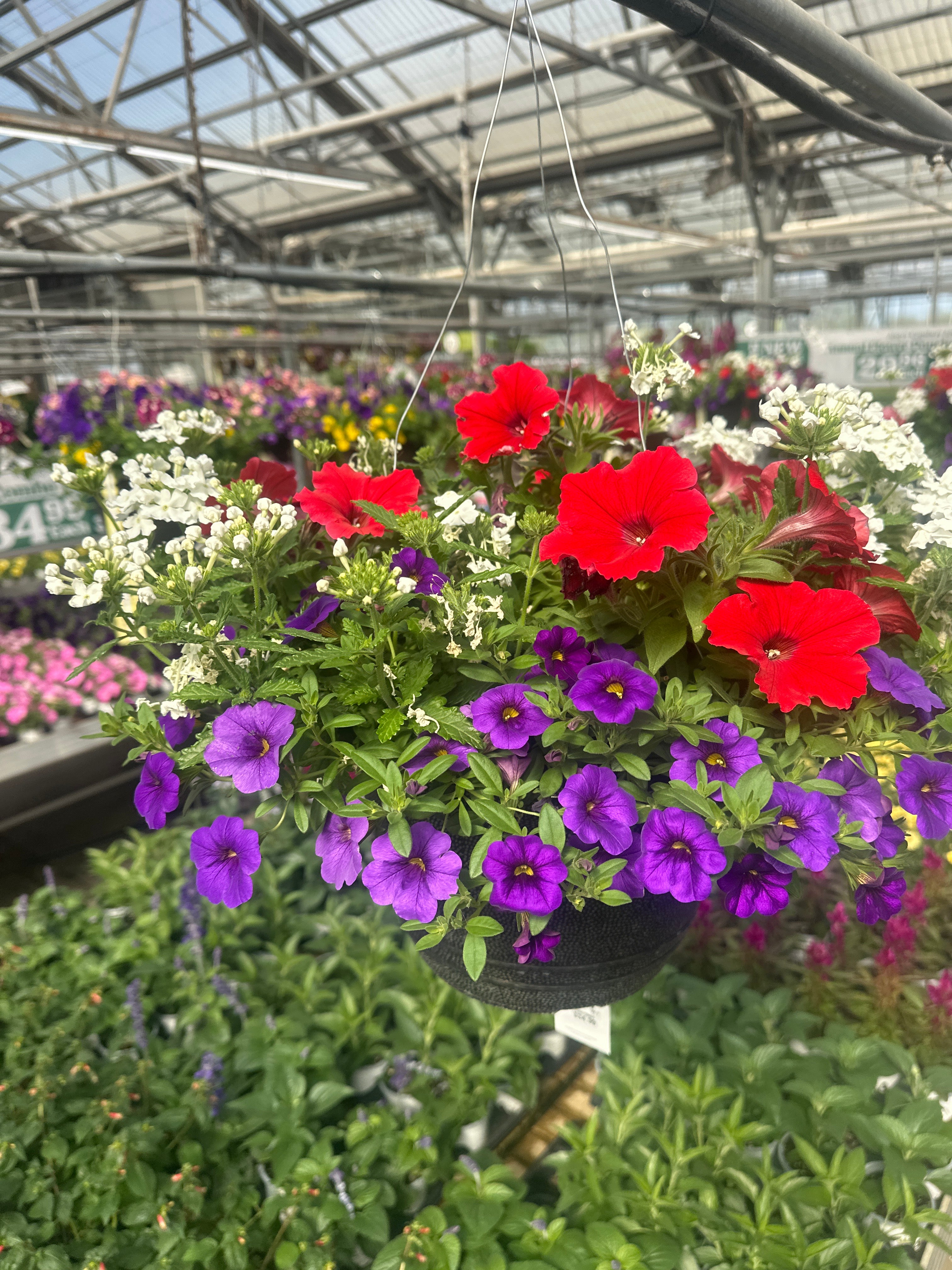 11" Sun Combo Basket