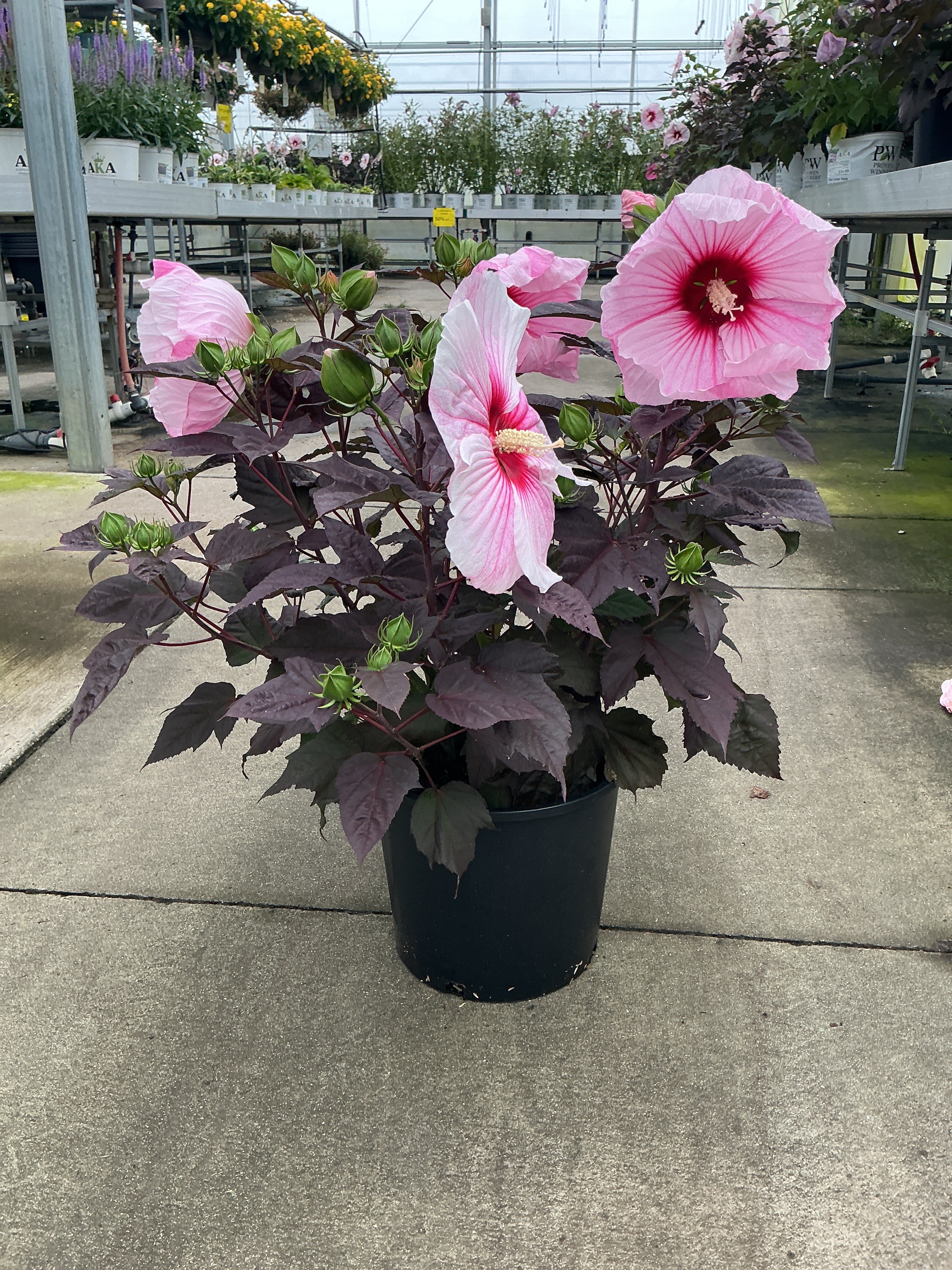Hibiscus Rose Mallow Starry Starry Night