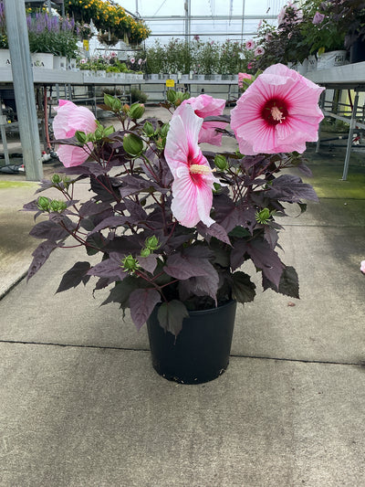 Hibiscus Rose Mallow Starry Starry Night