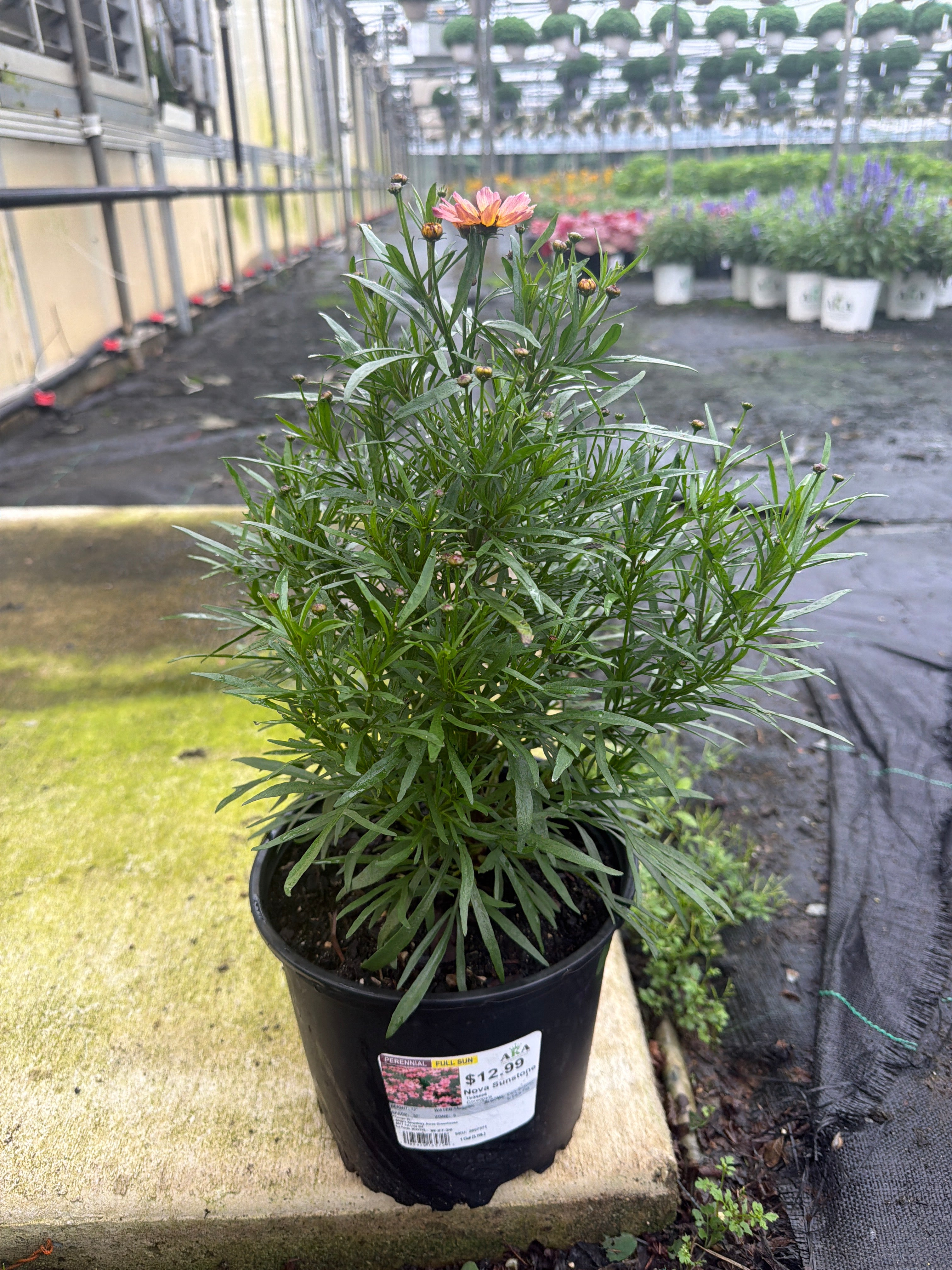 Coreopsis Tickseed Nova Sunstone
