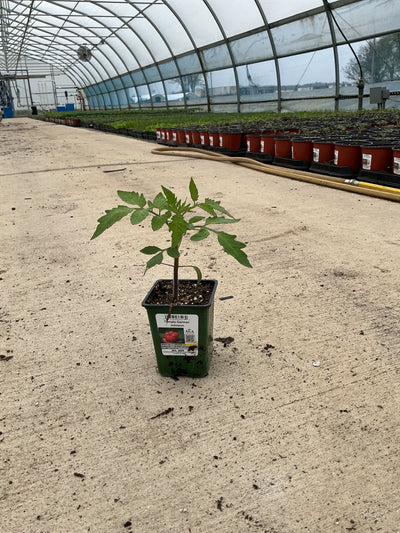 Tomato German Johnson - 4" Potted Vegetable