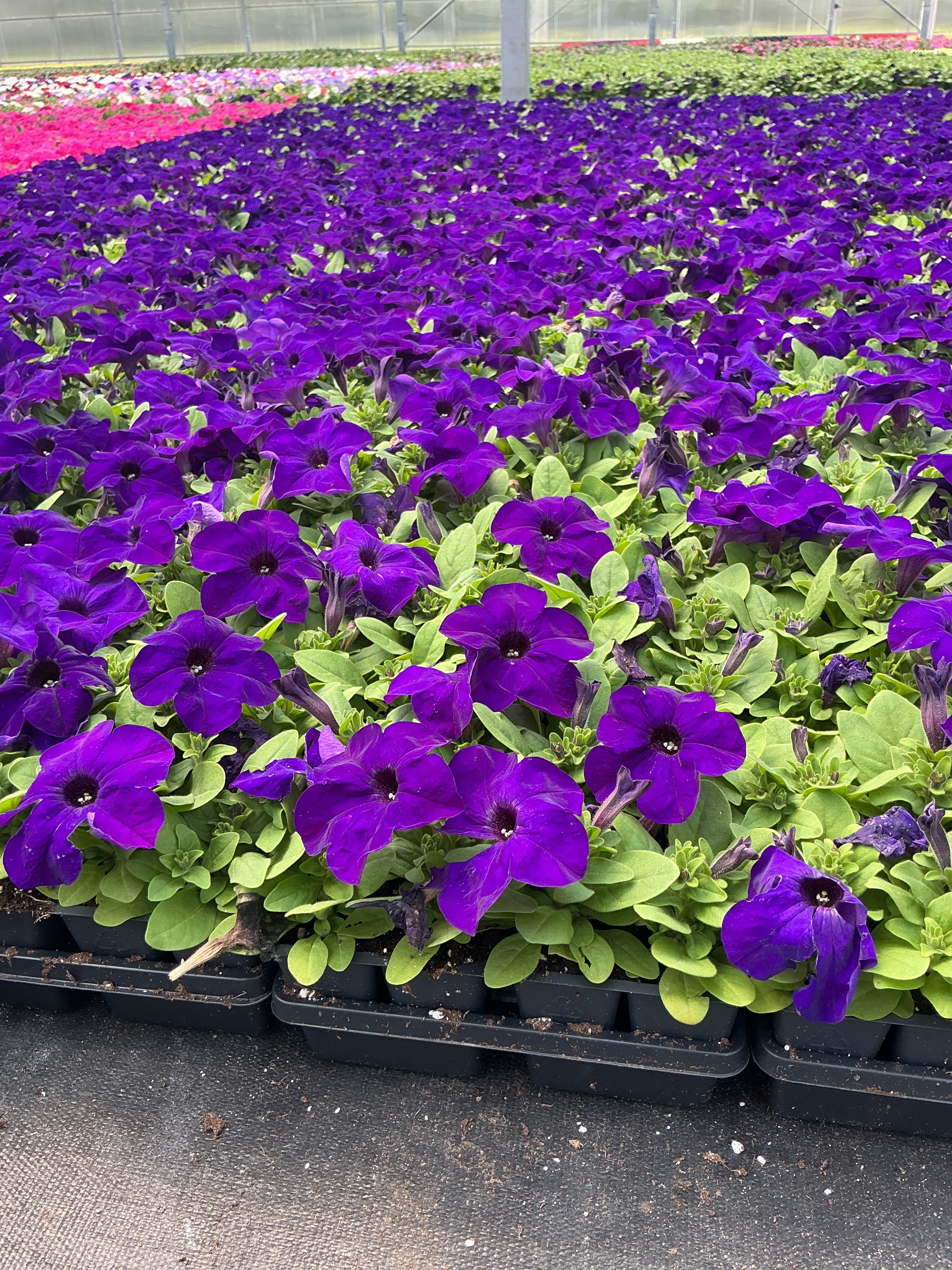 Petunia Pretty Grand Midnight - 4 Pack Annual