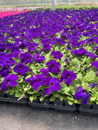 Petunia Pretty Grand Midnight - 4 Pack Annual
