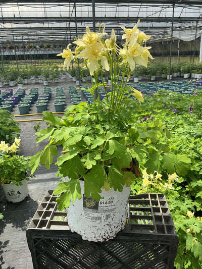 Aquilegia Columbine Early Bird Yellow