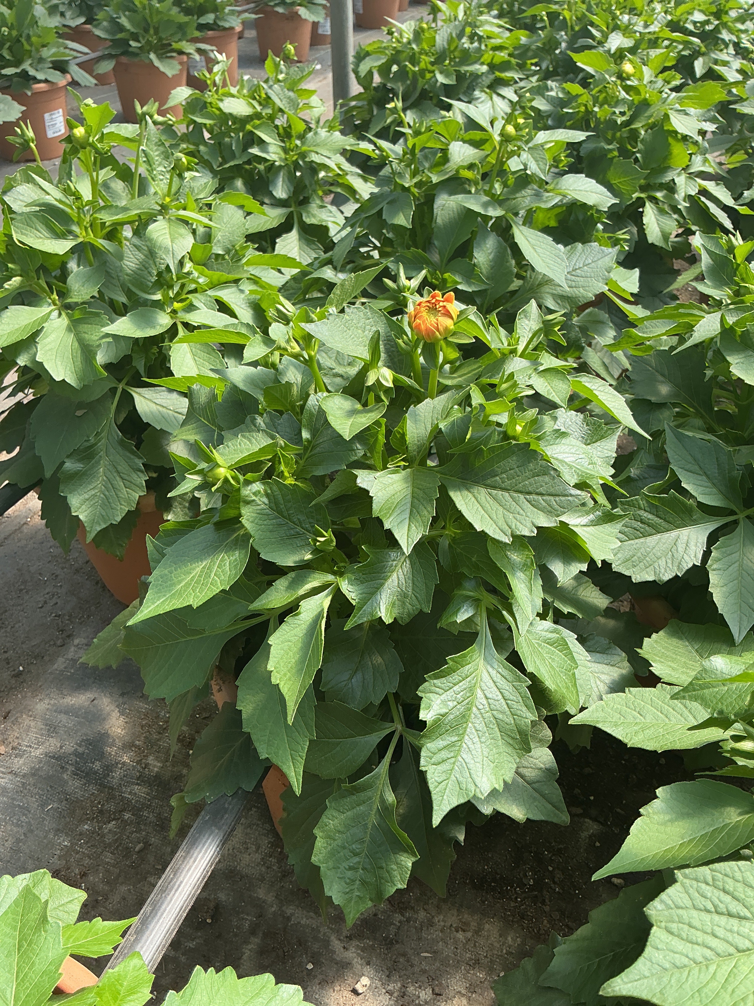 Dahlia Venti Golden Yellow - 8" Planter