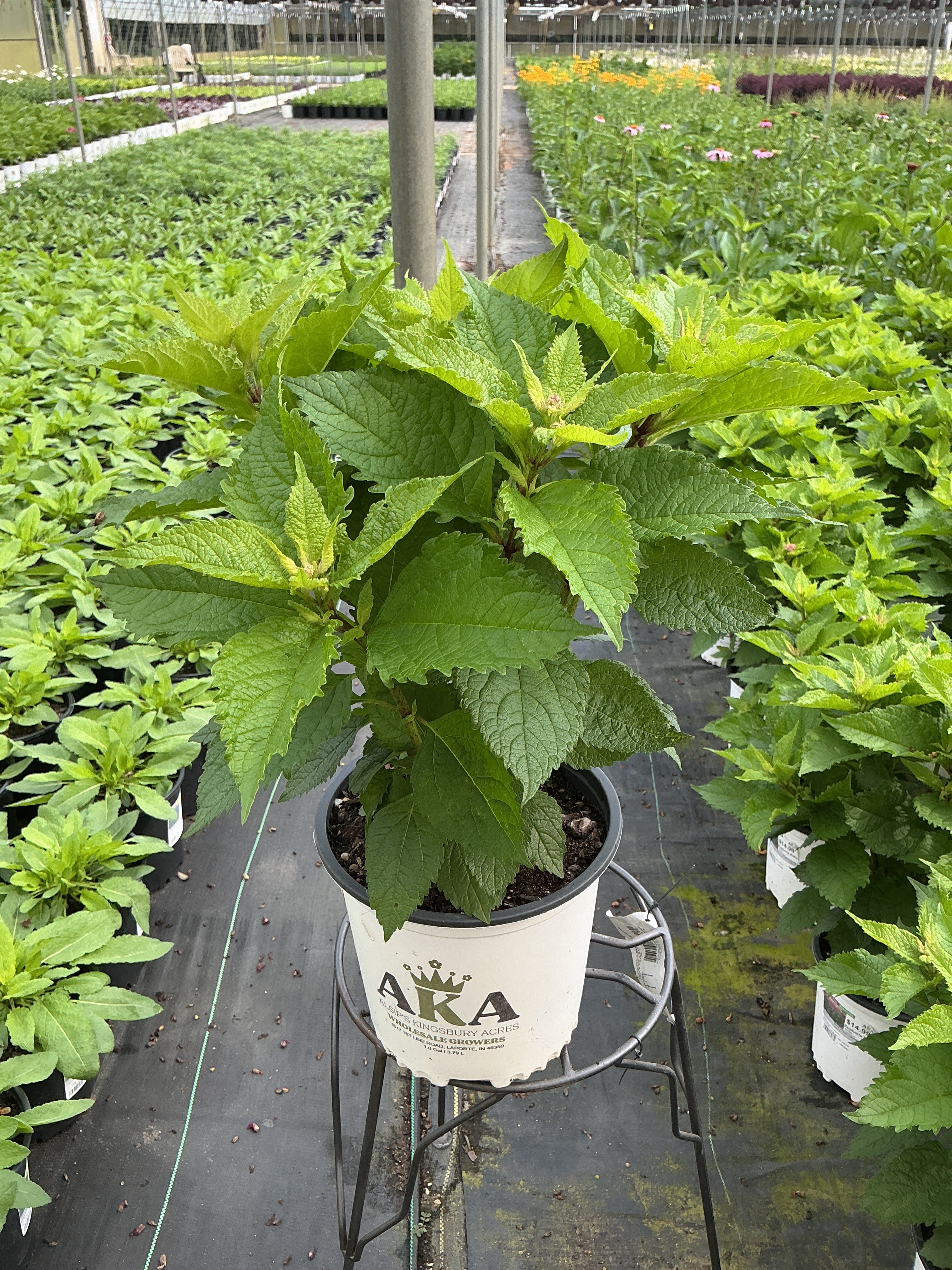 Eupatorium Boneset Euphoria Ruby