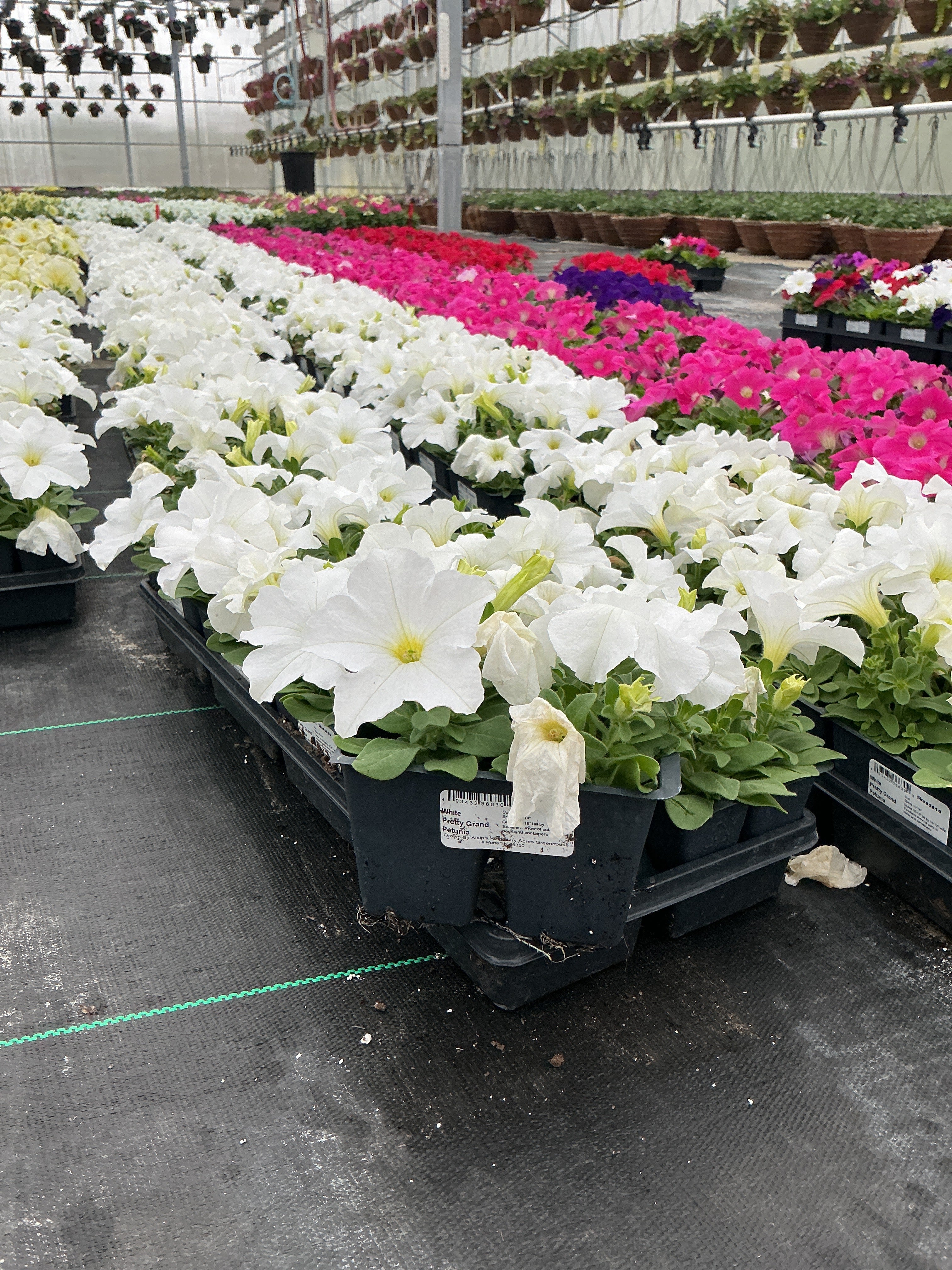 Petunia Pretty Grand White - 4 Pack Annual