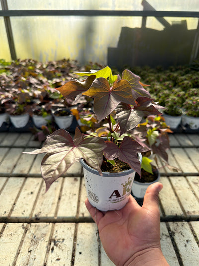 Ipomoea Sidekick Bronze Heart - 4.33" Premium Annual