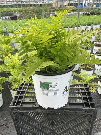 Matteuccia Ostrich Fern Ostrich (struthiopteris)
