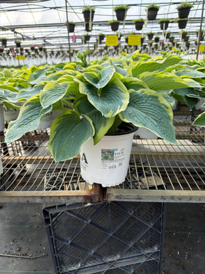 Hosta America Halo