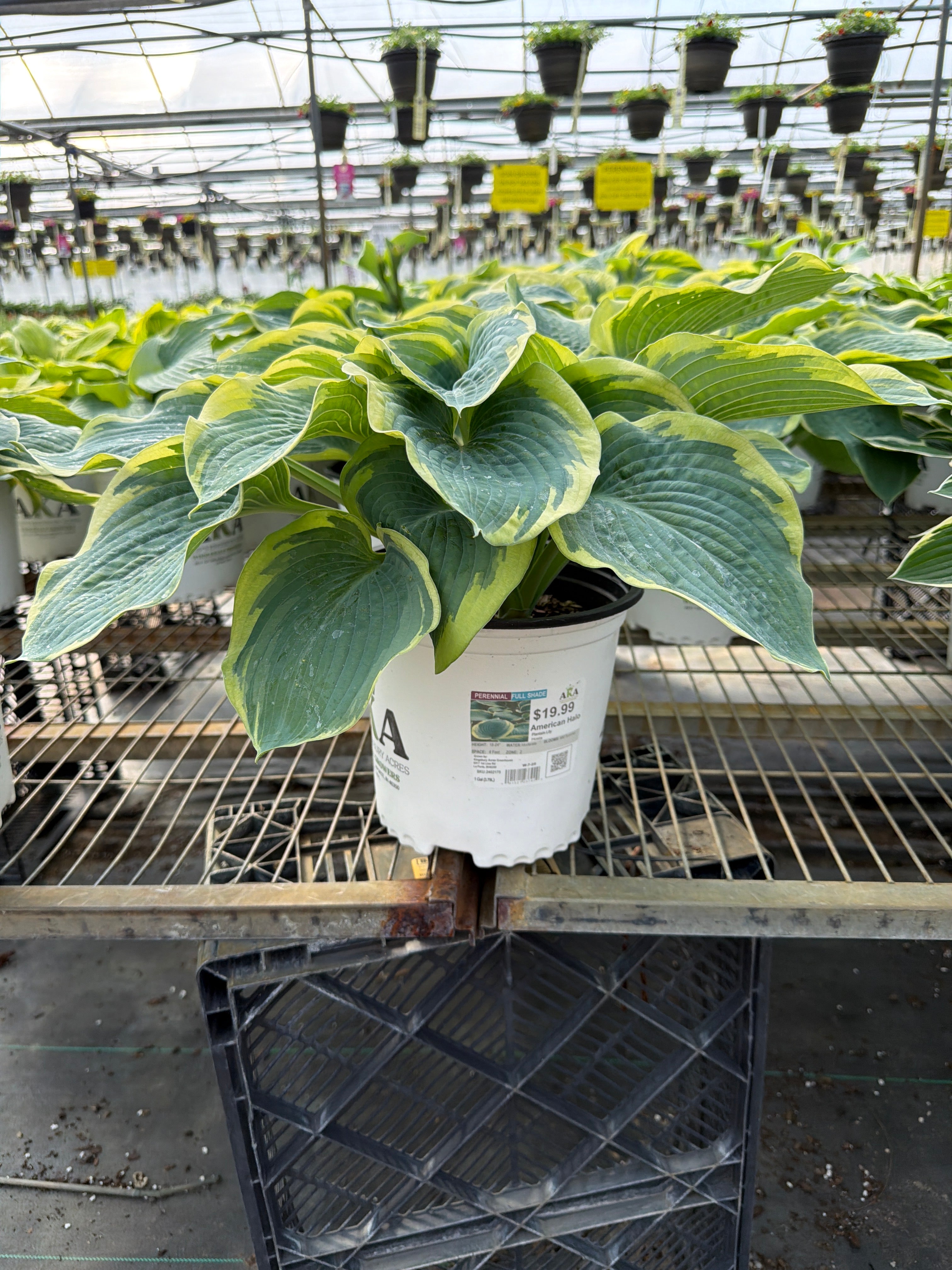 Hosta America Halo