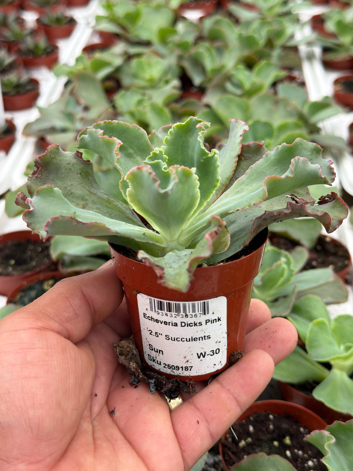 Echeveria Dicks Pink - 2.5" Succulent
