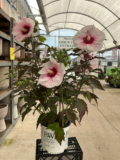 Hibiscus Rose Mallow Summerific Cherry Choco Latte