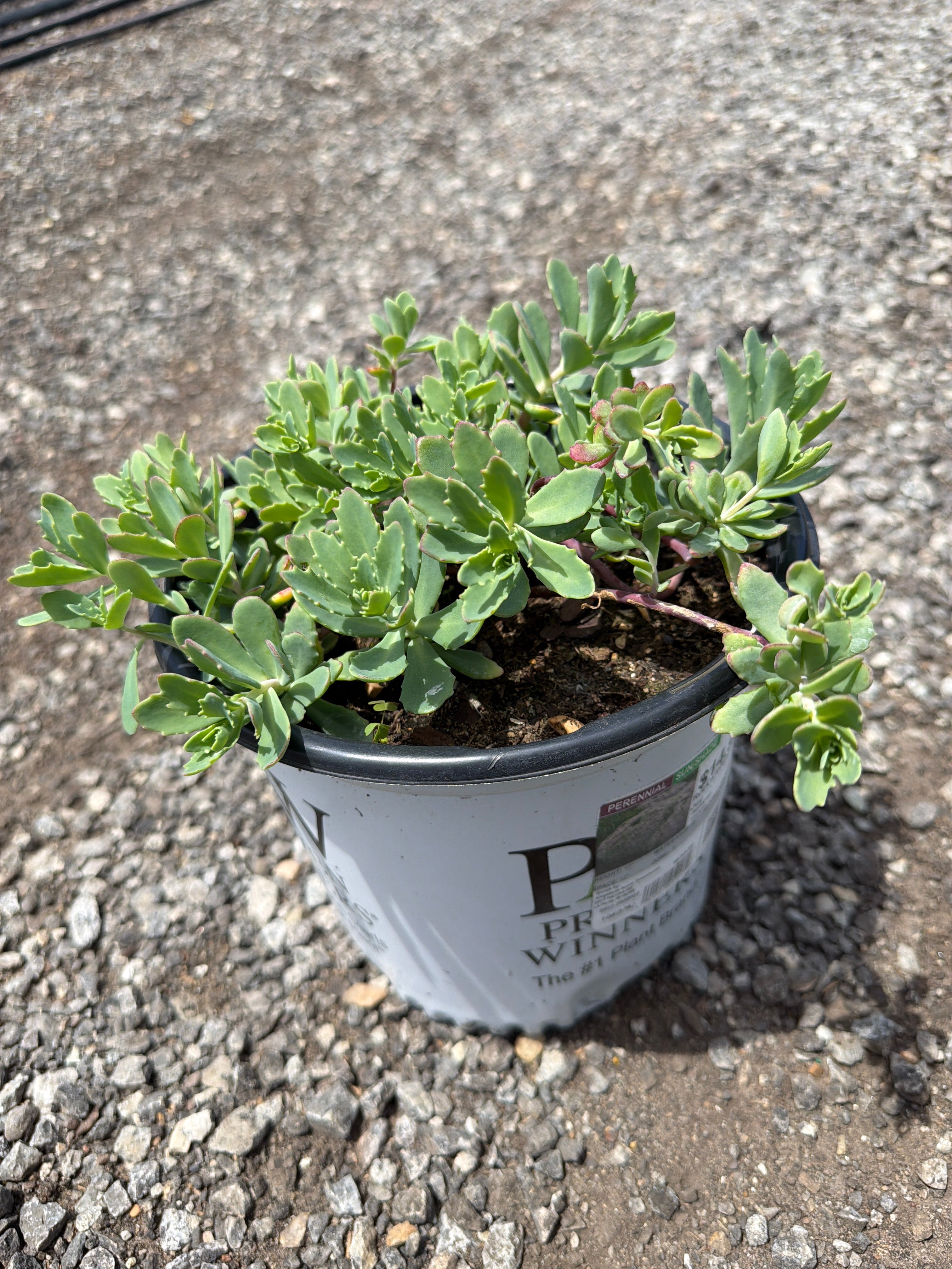 Sedum Stonecrop Rock'n Round Pure Joy   - 8" Perennial