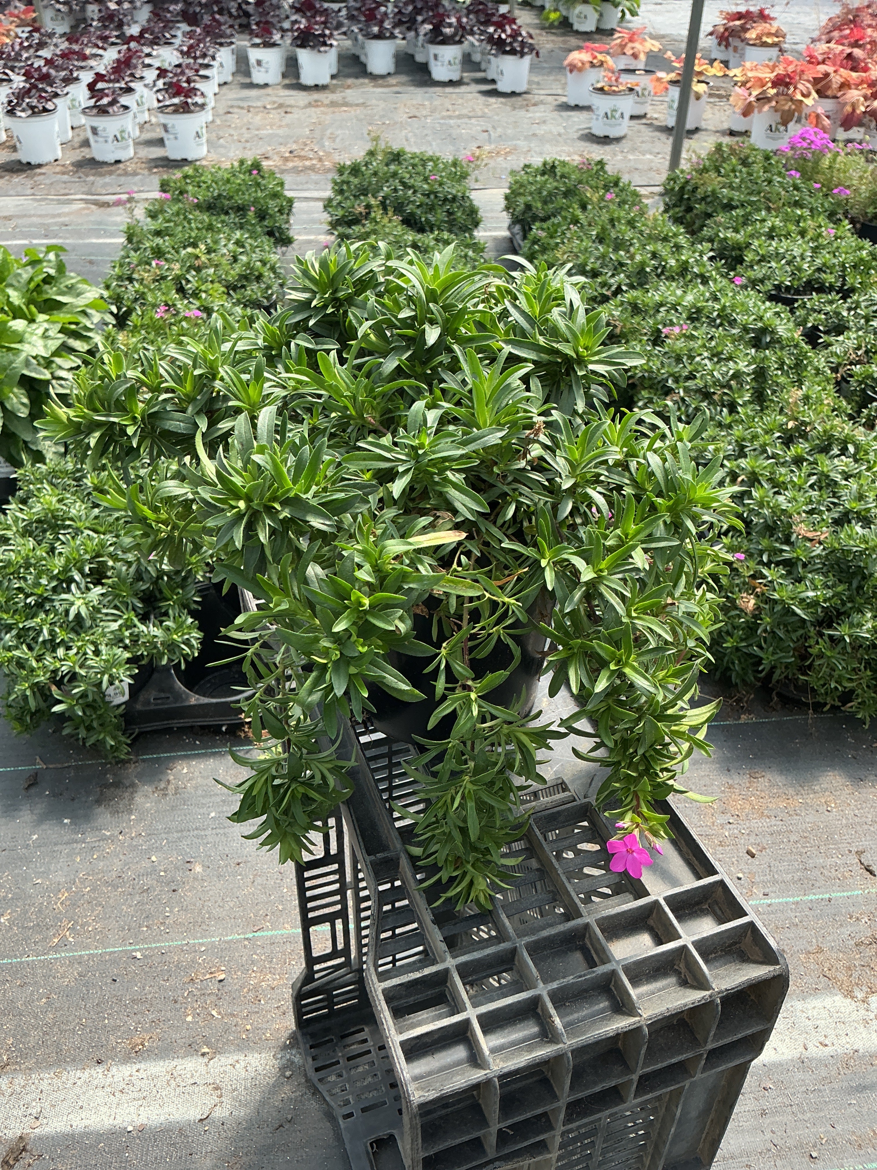 Phlox Creeping Phlox Creeping Emerald Pink - 6" Perennial