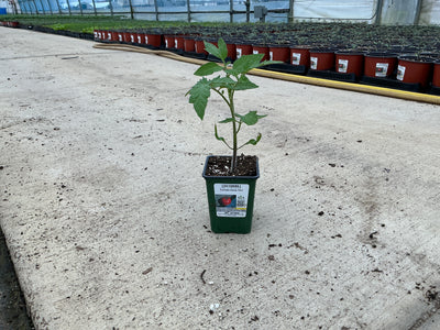 Tomato Early Girl - 4" Potted Vegetable