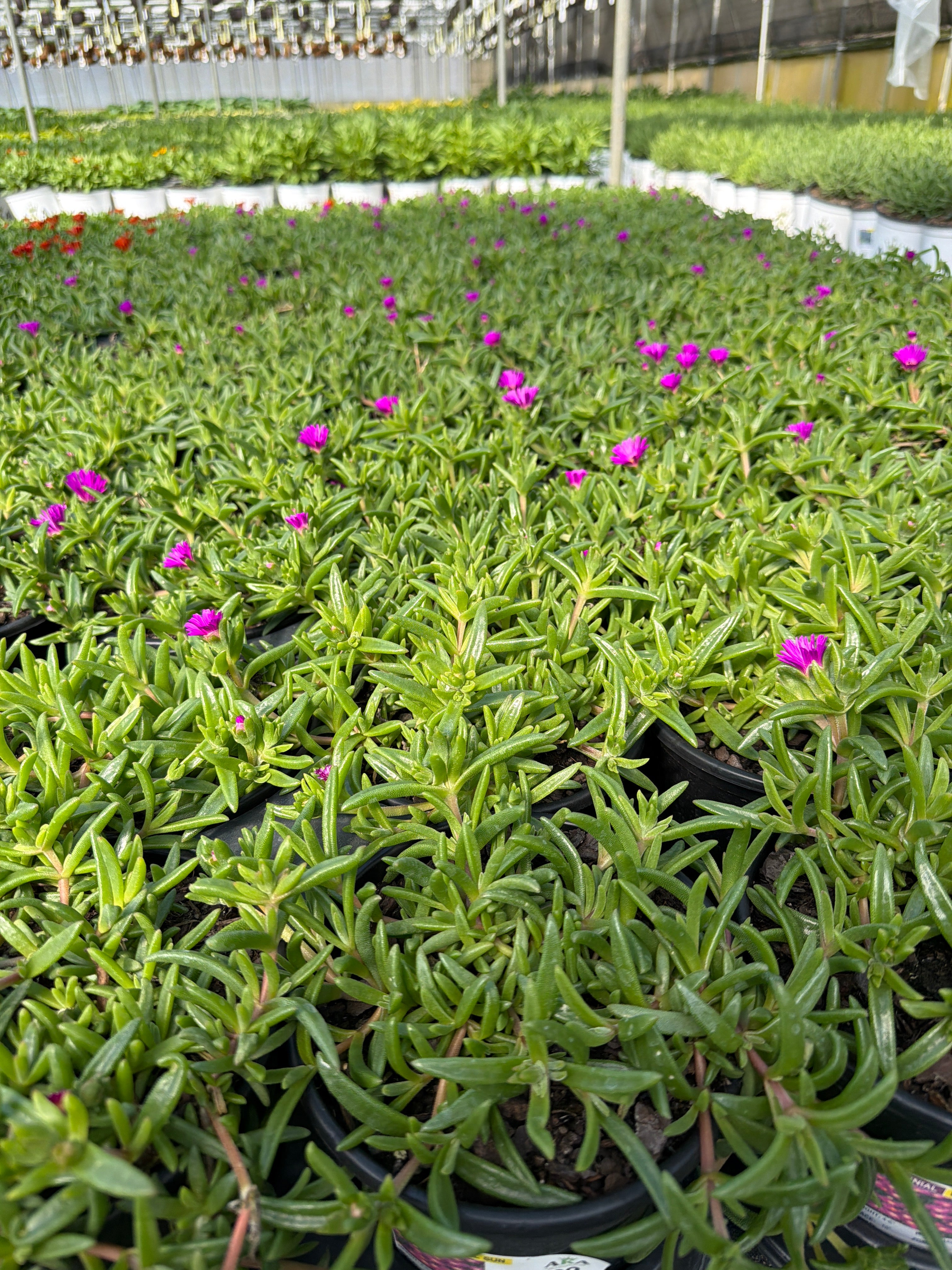 Delosperma Ice Plant Ocean Sunset Violet - 6" Perennial