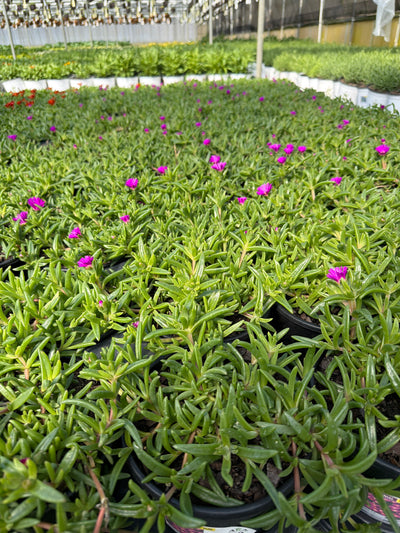 Delosperma Ice Plant Ocean Sunset Violet - 6" Perennial