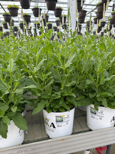 Salvia Sage Lyrical White