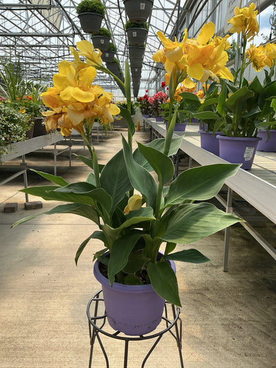 Canna Cannova Yellow - 8" Planter