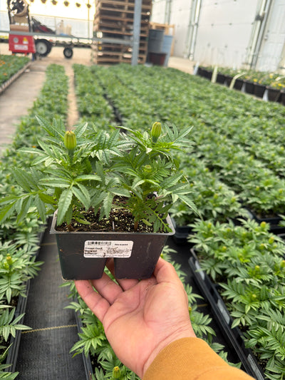 Marigold Bonanza Deep Orange - 4 Pack Annual