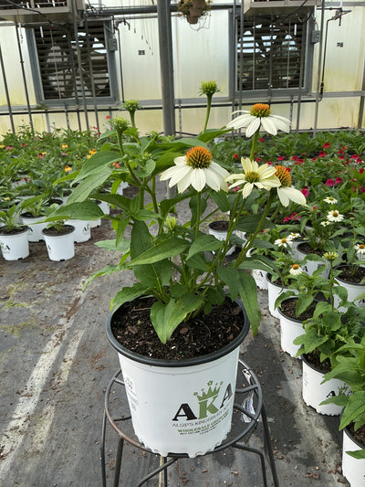Echinacea Coneflower Powwow White