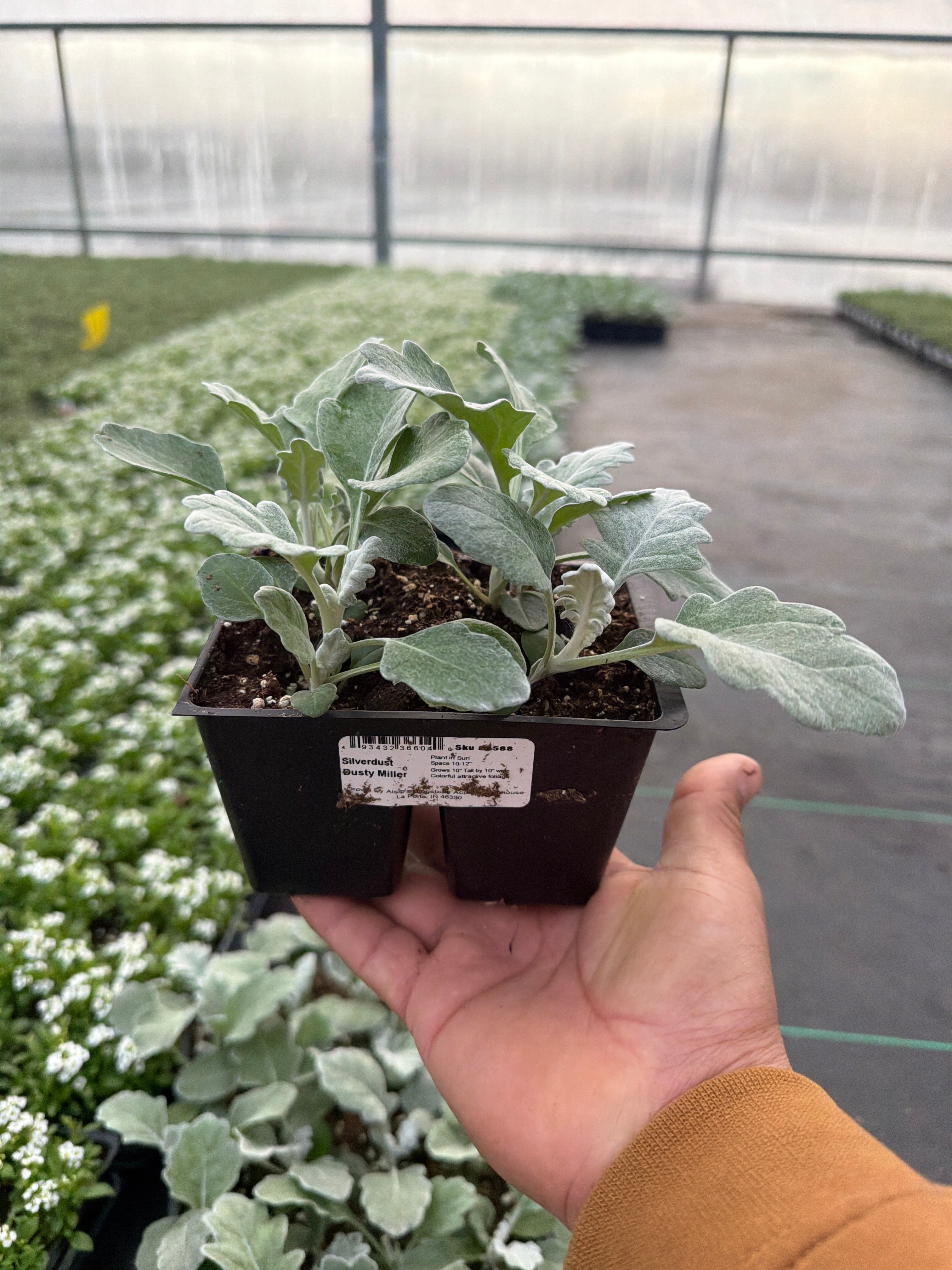 Dusty Miller Silver Dust - 4 Pack Annual