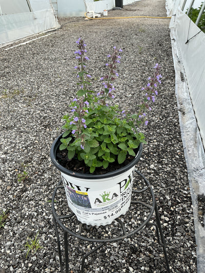 Nepeta Catmint Cat's Pajamas