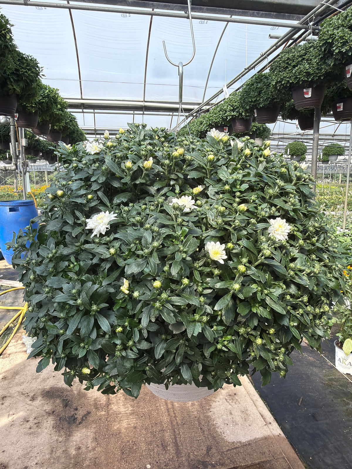 Celestial White - 11" Garden Mum Hanging Basket