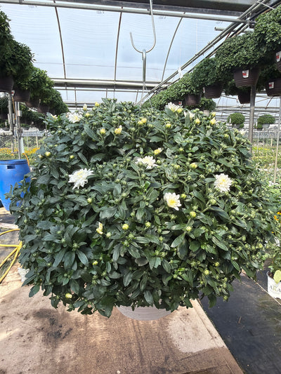 Celestial White - 11" Garden Mum Hanging Basket
