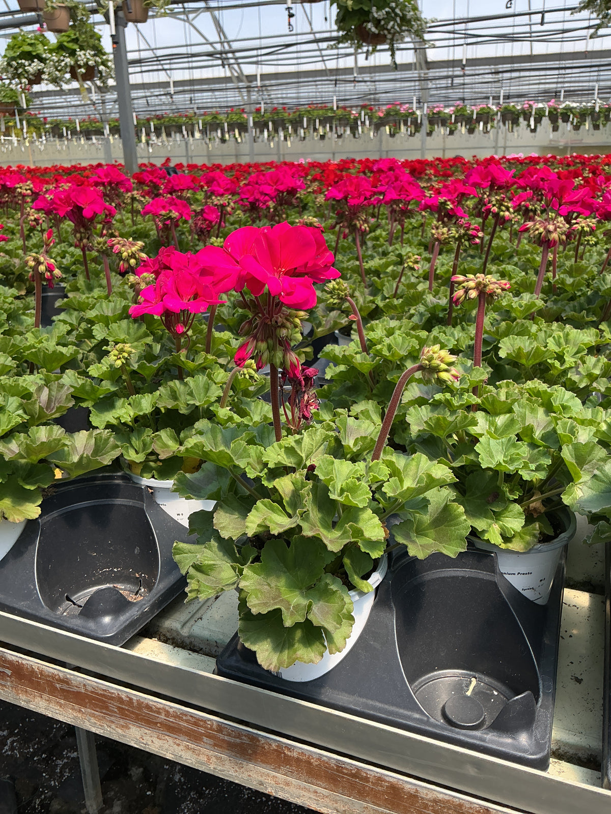 Geranium Presto Violet - 4.33" Premium Annual