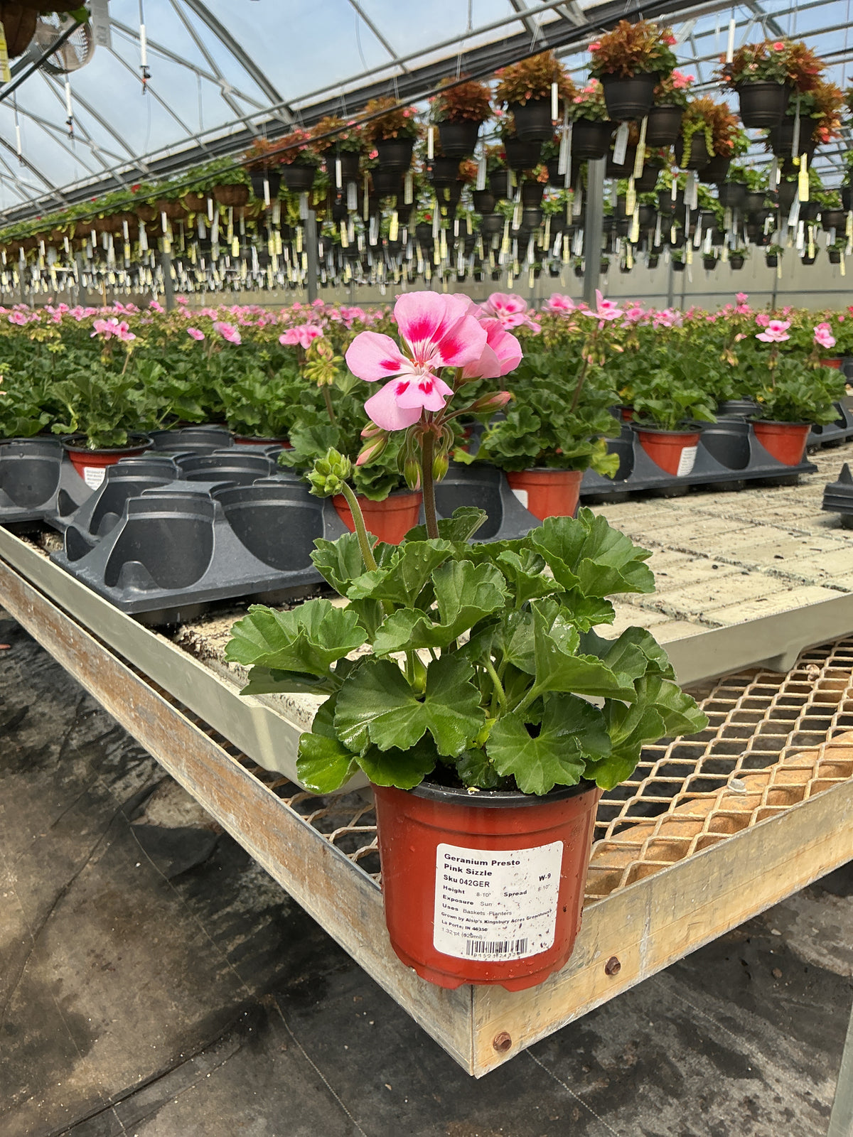 Geranium Presto Pink Sizzle - 4.33
