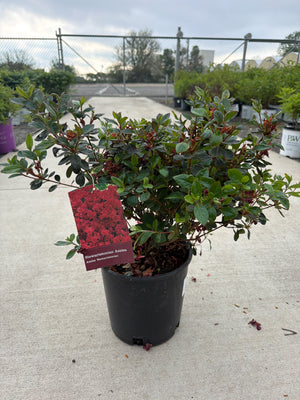 Azalea Stewartstonia