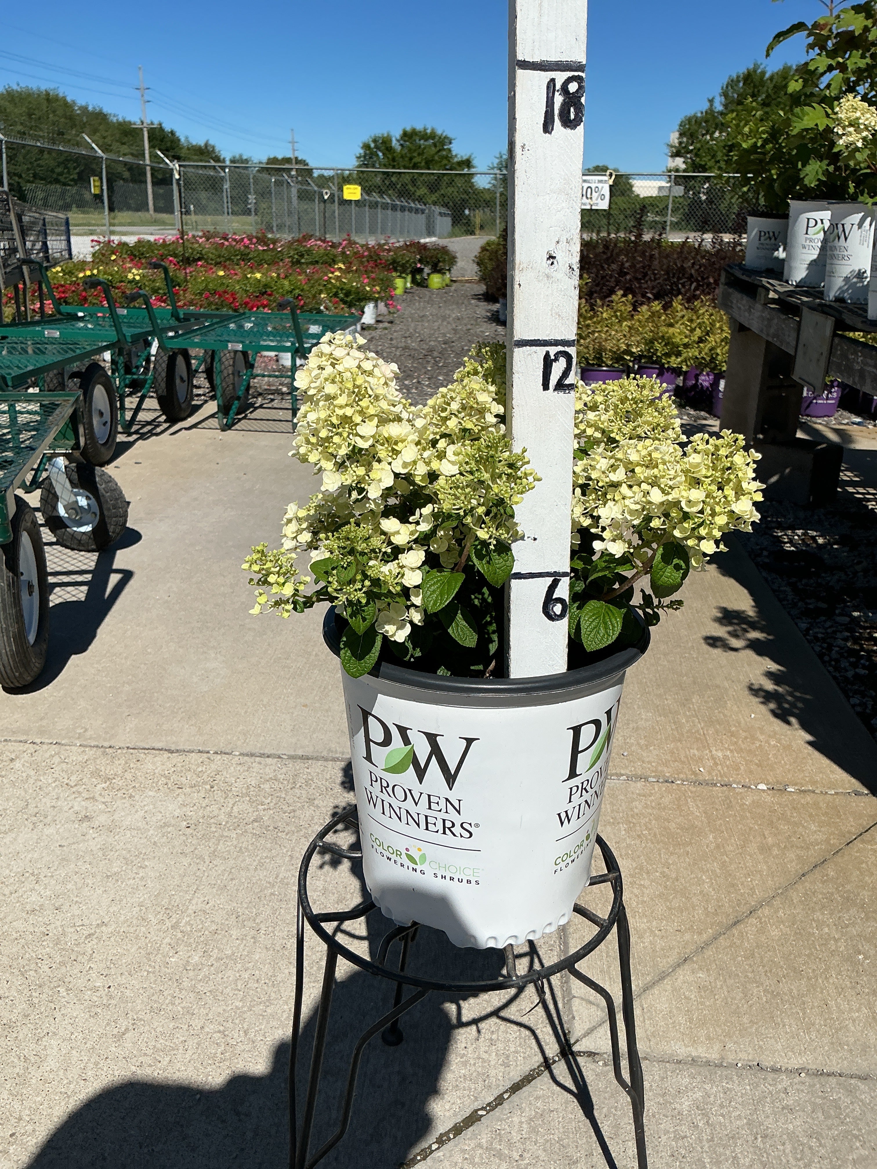 Hydrangea Tiny Quick Fire