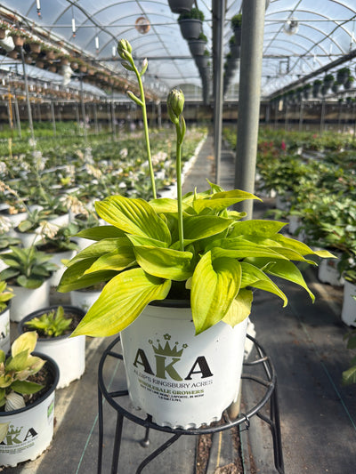 Hosta Plantain Lily August Moon